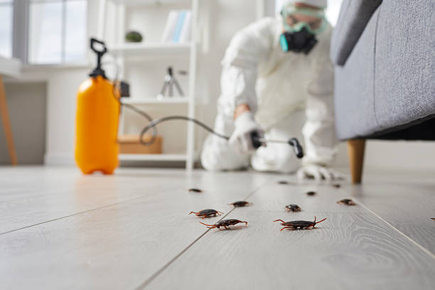 Commercial Rodent Management in Islamorada Village of Islands